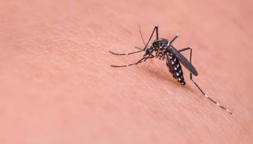 Alerta mosquitos: invasión en Capital y Gran Buenos Aires