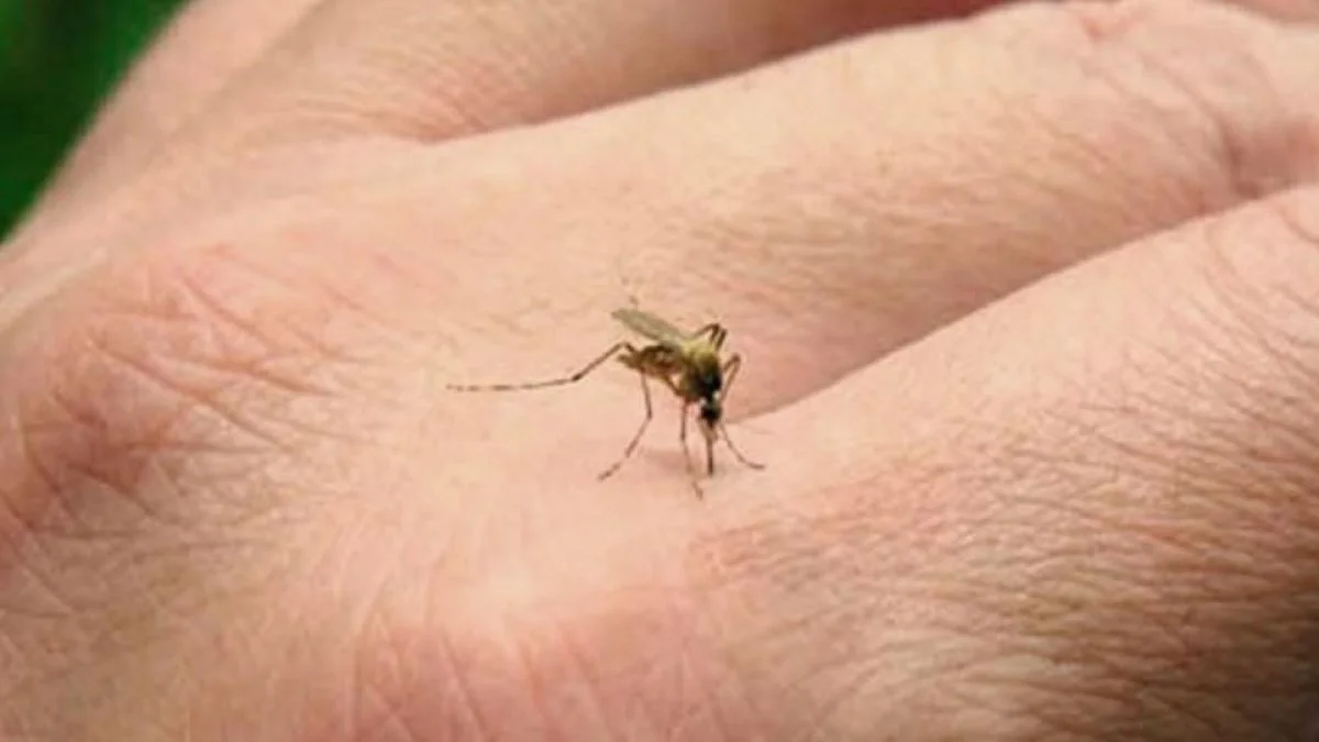Dengue: ya se reportaron más de 56.000 casos en el país