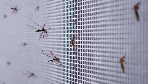 Hasta cuándo puede durar la invasión de mosquitos