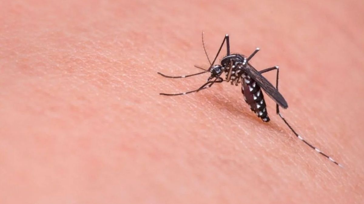 altText(Dengue descontrolado en CABA: habilitan unidades febriles en 18 hospitales)}