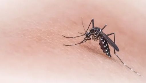 Argentina acumula más de 315 mil casos de dengue en apenas cuatro meses