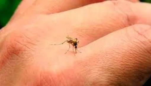 Argentina se acerca a los 400 mil casos de dengue