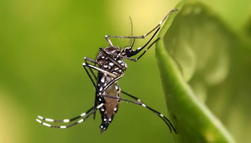 Emergencia y prevención: Santa Fe comenzó a vacunar contra el dengue