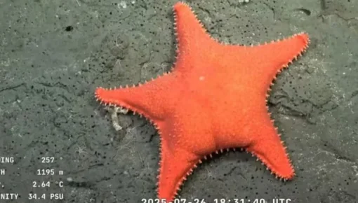 Streaming del Conicet: explicaron por qué la estrella de mar parece tener cola