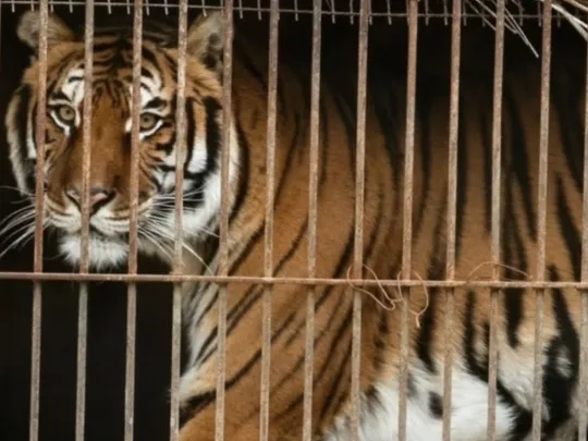 Adiós al ex Zoo de Luján: 30 tigres y leones serán reubicados en dos santuarios